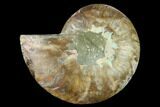 Cut & Polished Ammonite Fossil (Half) - Madagascar #166816-1